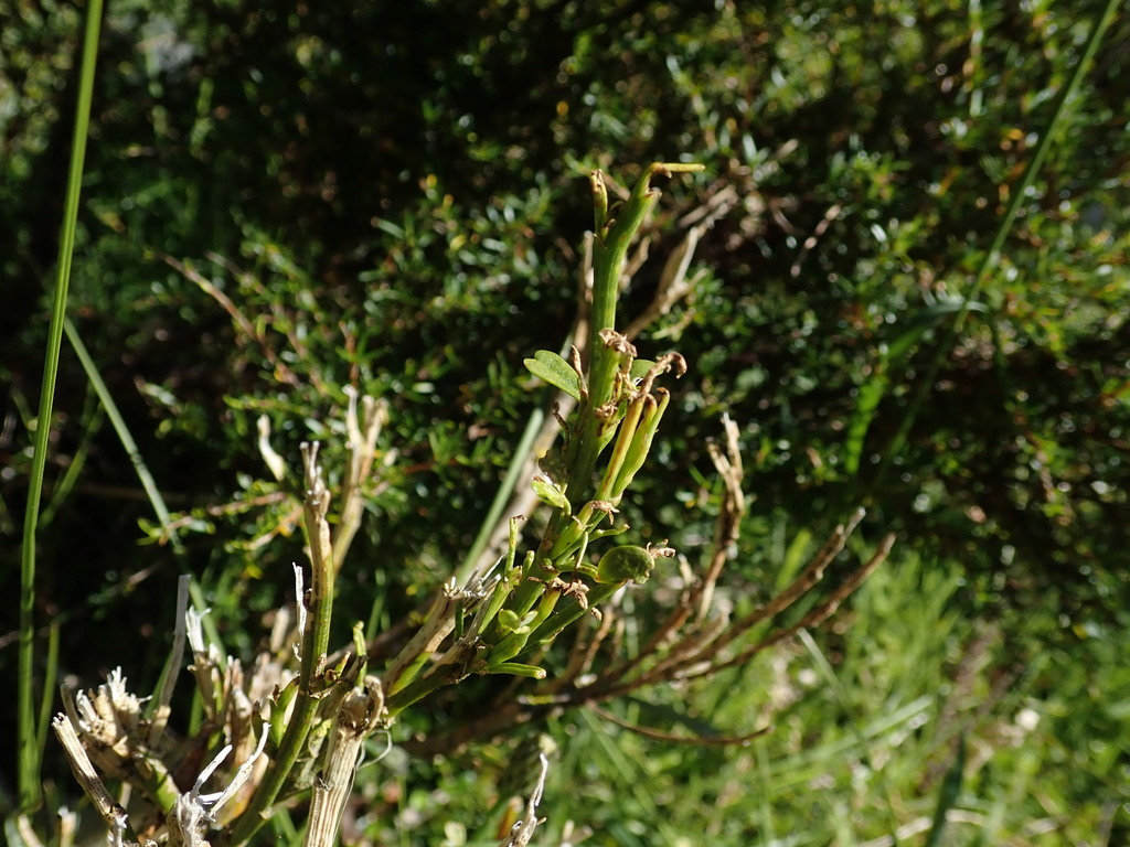 Carmichaelia arborea; photograph (c) Julia Palmer, some rights reserved (CC BY)