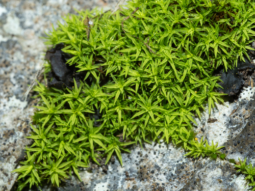 Trichostomum crispulum observed 2026-02-25