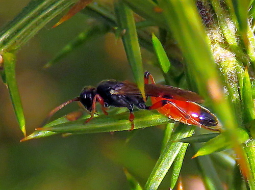 Colpognathus celerator