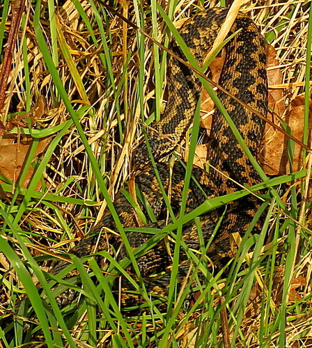 Adder