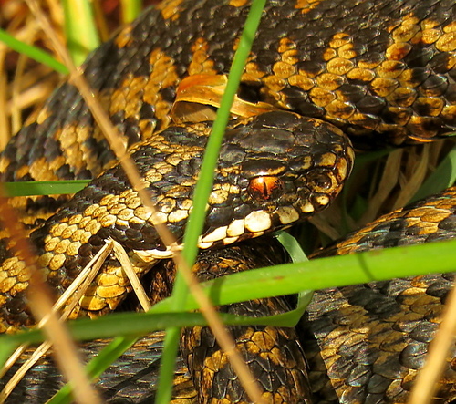 Adder