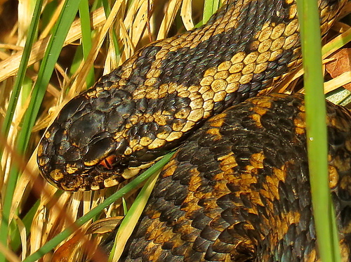 Adder
