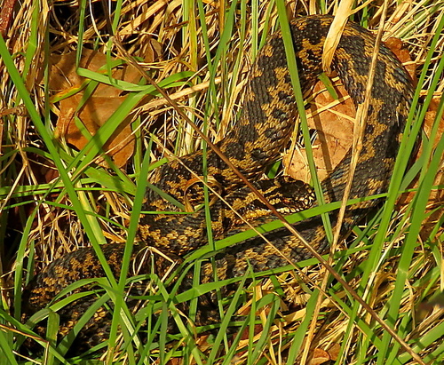 Adder