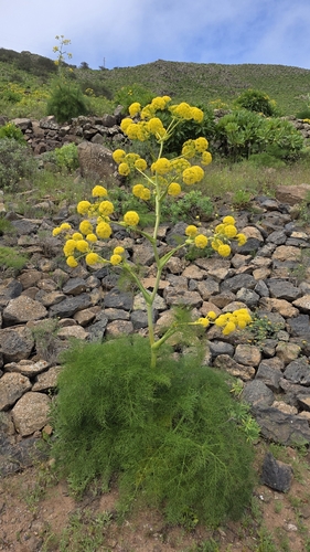 Ferula lancerotensis