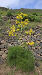 Ferula lancerotensis