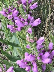 Physostegia correllii