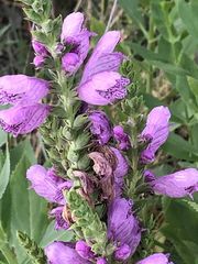 Physostegia correllii