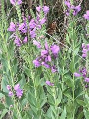 Physostegia correllii