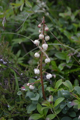 Pyrola media
