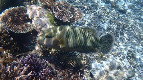 Napoleon Wrasse — seen at this dive site