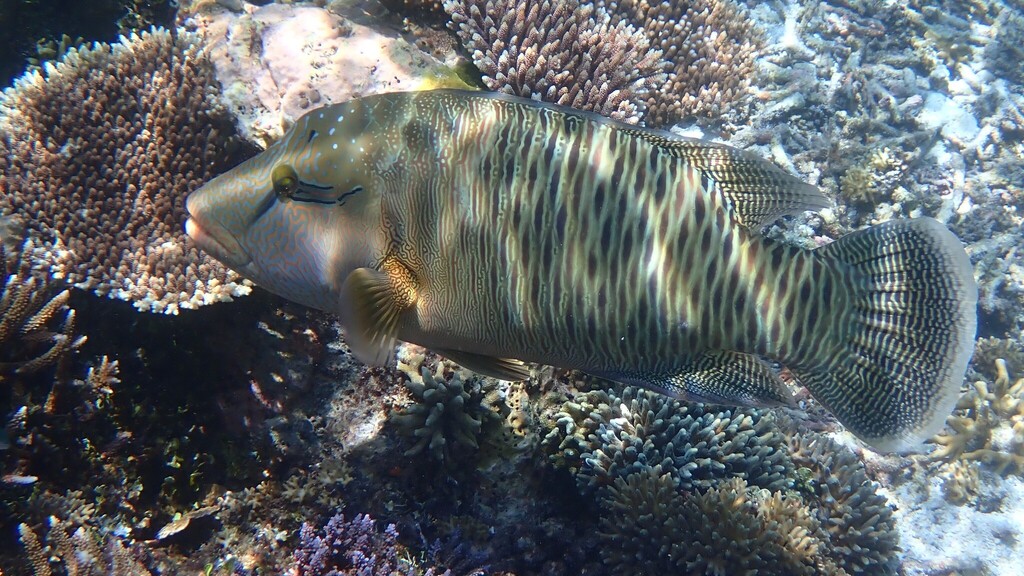 Humphead wrasse swimming over a coral reef in Raja Ampat