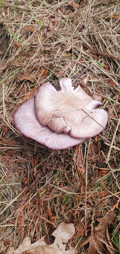 Collybia sordida · February 2026 · photo: © bmapp02 (iNaturalist, cc0)