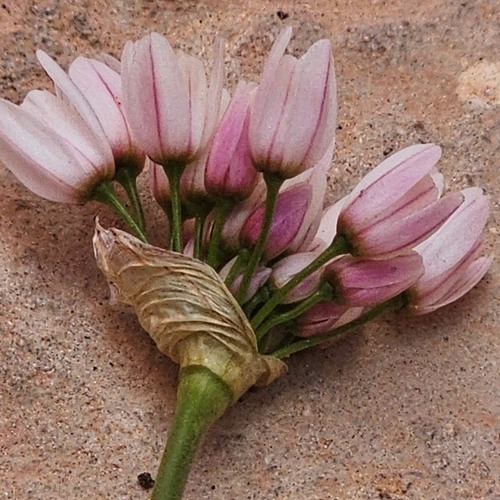 Allium longanum
