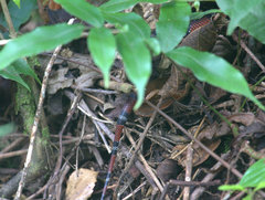 Erythrolamprus bizona
