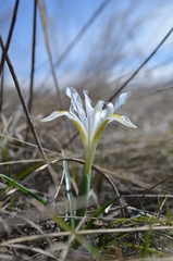 Iris kolpakowskiana
