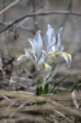 Iris kolpakowskiana