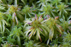 Sphagnum riparium