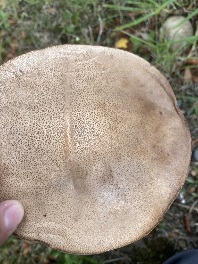 Leccinum scabrum · February 2026 · photo: © p_eregrina (iNaturalist, cc-by)