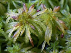 Sphagnum riparium