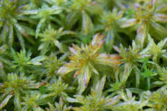 Sphagnum riparium