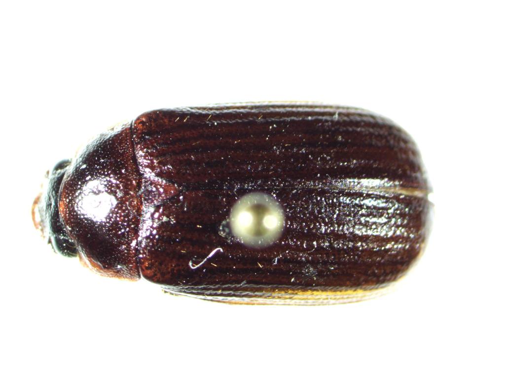 Serica sponsa