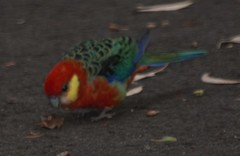 Platycercus icterotis