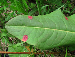 Puccinia phragmitis