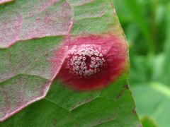 Puccinia phragmitis