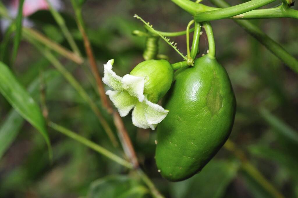 Cayaponia cruegeri