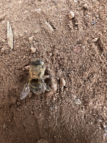 Western Honey Bee