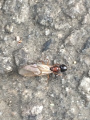 Camponotus clarithorax