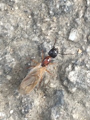 Camponotus clarithorax