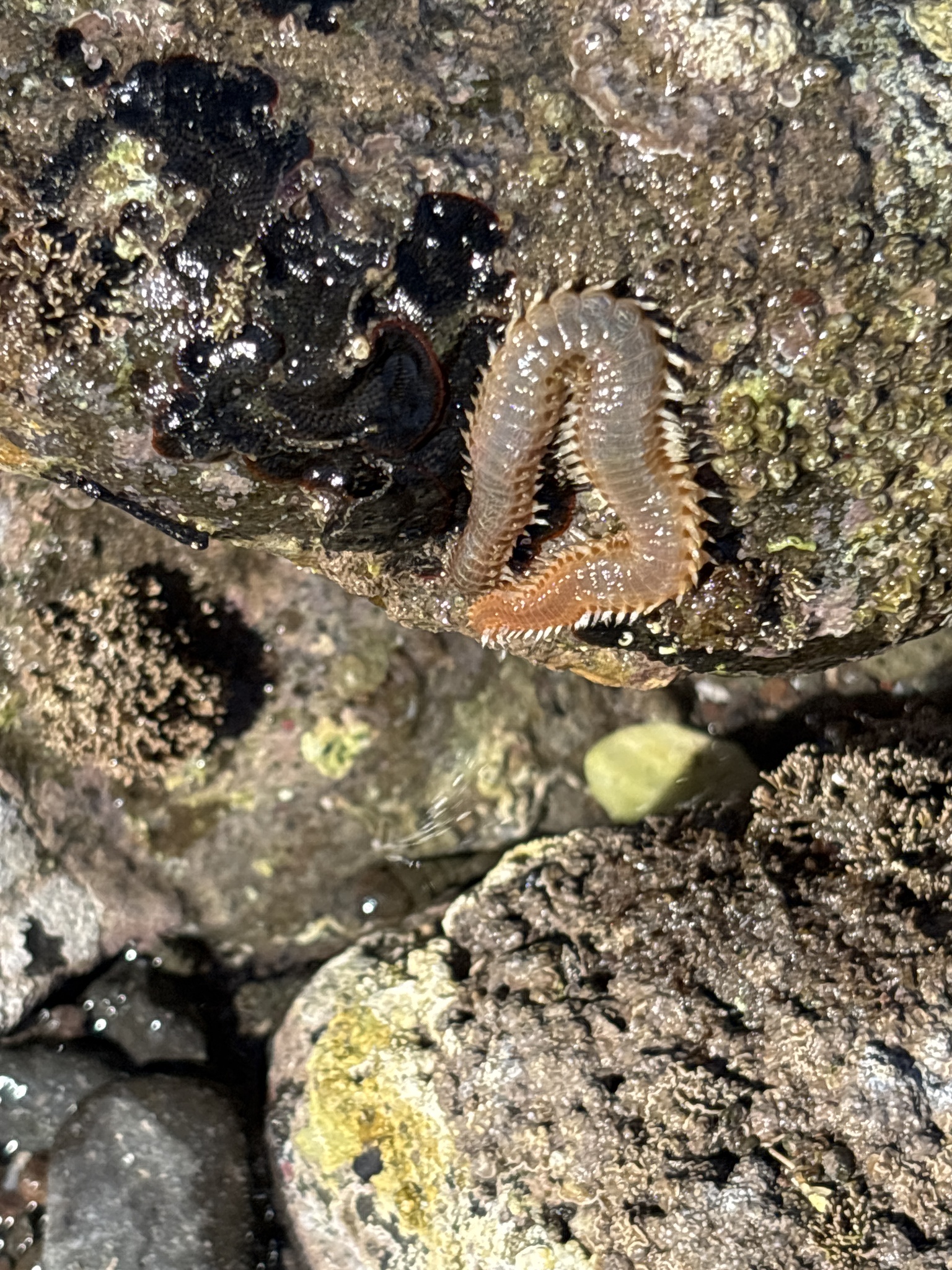 Eurythoe complanata (Pallas, 1766)