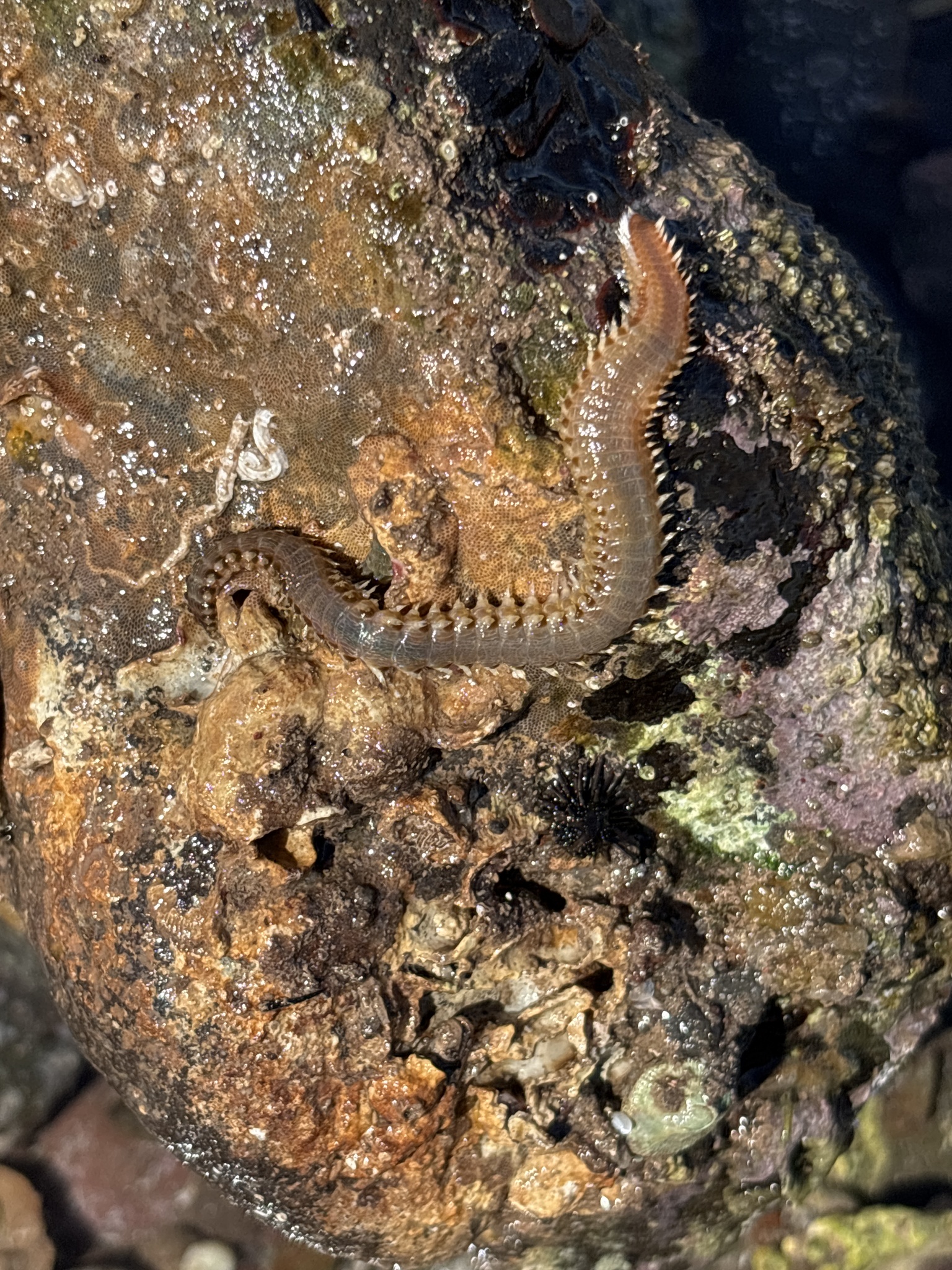 Eurythoe complanata (Pallas, 1766)