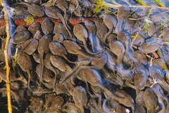 Bufo gargarizans
