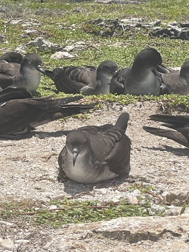 Puffinus observed 2024-07-12