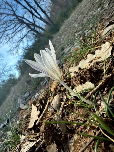 Crocus nevadensis