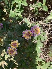 Lantana camara