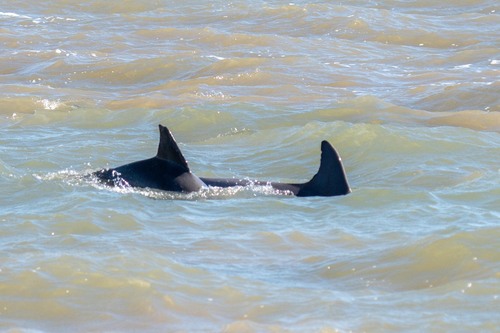 Bottlenose Dolphin