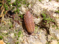 Porcellionides cingendus