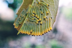 Tomostethus