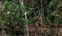 Macaca arctoides