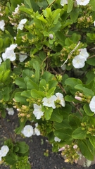 Convolvulus lopezsocasii
