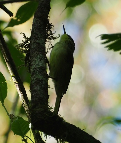 iNaturalist image