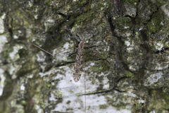 Discobola parvispinula