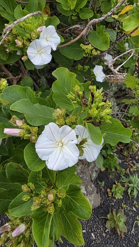 Convolvulus lopezsocasii, photograph 4