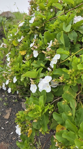 Convolvulus lopezsocasii, photograph 6