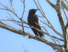 Corvus nasicus