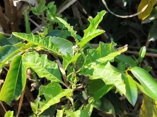 wetland nightshade (Solanum tampicense)