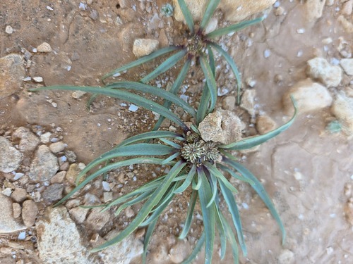 Gymnarrhena micrantha